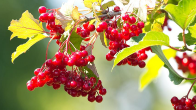 користь калини для організму