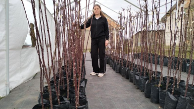 Волинянка 15 років вирощує троянди: на її полі — пів сотні сортів