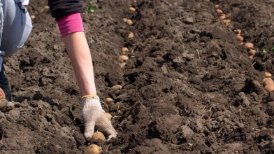 Якого числа можна садити картоплю?