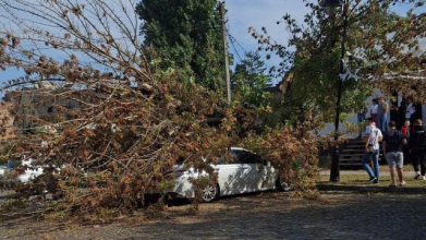 У Луцьку через шквалистий вітер дерева пошкодили авто