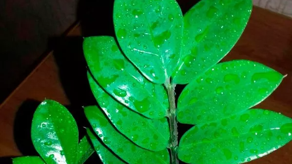 Чому заміокулькас «плаче»: що зробити, щоб врятувати доларове дерево