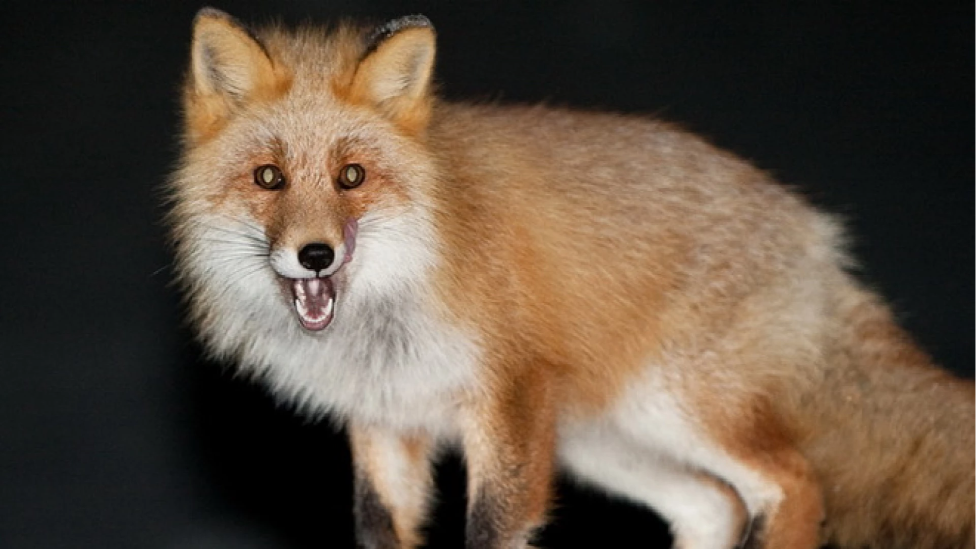 Ковель під карантином через напад скаженої лисиці на домашнього пса