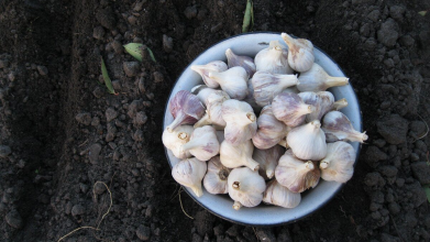 Як врятувати озимий часник від гниття під снігом: секрет досвідчених городників