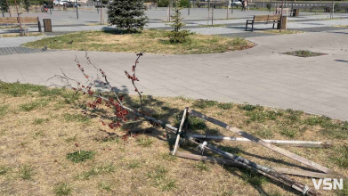 Діти виламали дерево на площі у Луцьку, ремонт якої обійшовся у понад 20 мільйонів