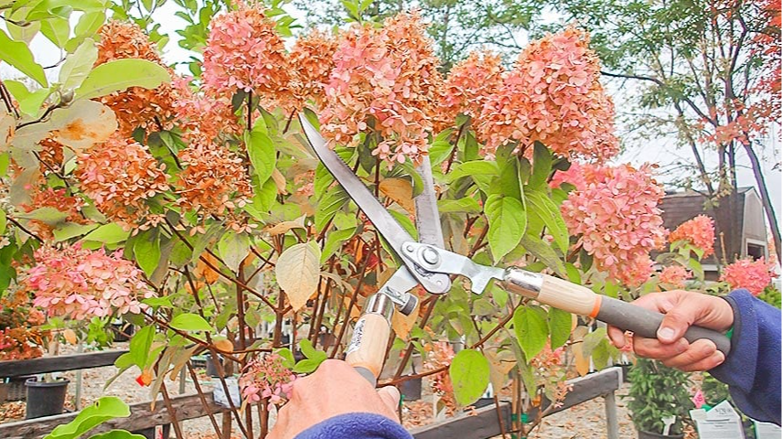 Осіння обрізка гортензії: які кущі потрібно різати, а які краще не чіпати