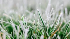 Чи вплинули морози та снігопади на стан озимих культур на Волині
