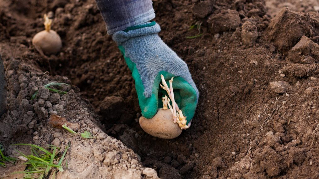 Не бояться холоду і дають рекордний урожай: які сорти картоплі можна садити на початку квітня