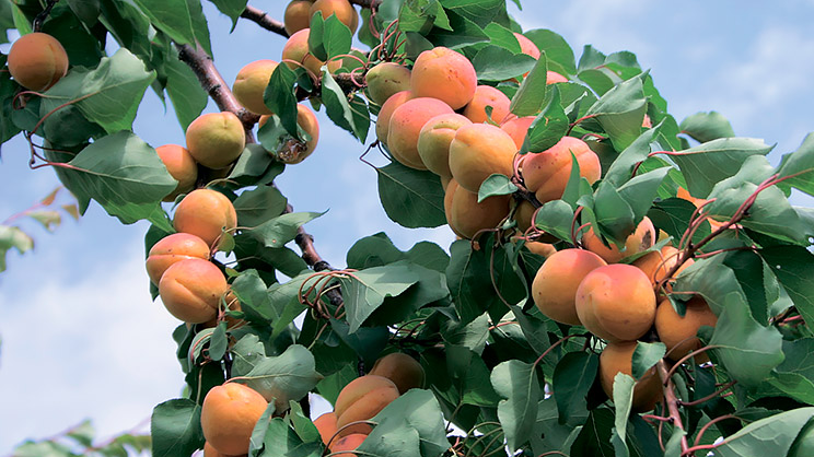 Буде гарний результат: чим підживити абрикос, щоб не скидав зав’язь