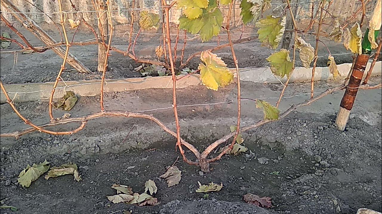 Як обрізати виноград восени, щоб не зіпсувати урожай: головні помилки садівників