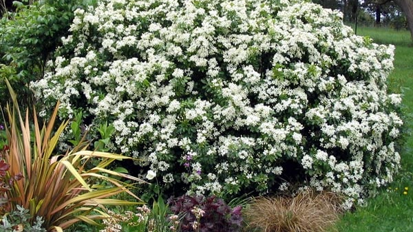 Будуть рясно цвісти: які рослини варто обрізати у квітні