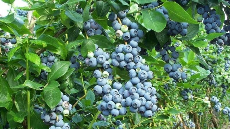 Посадка лохини: як вирощувати ягоди без траншей та зайвих зусиль
