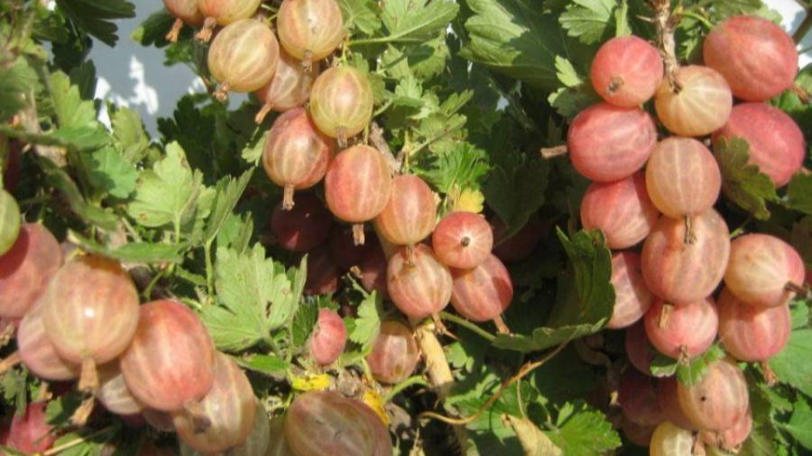 Аґрус «завалить» вас плодами: яке весняне підживлення обожнює кущ