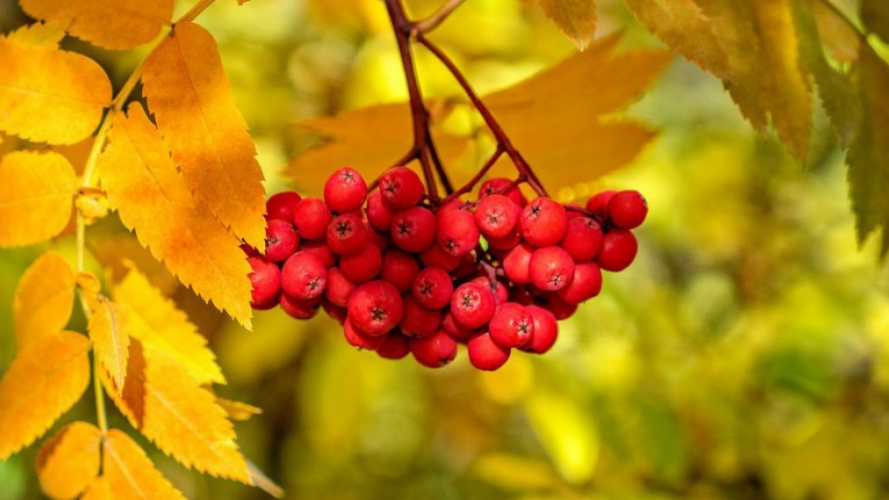 9 вересня: яке сьогодні свято, традиції та звичаї - VSN