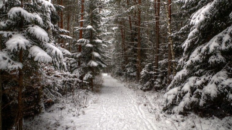 У лісі на Волині виявили тіло чоловіка