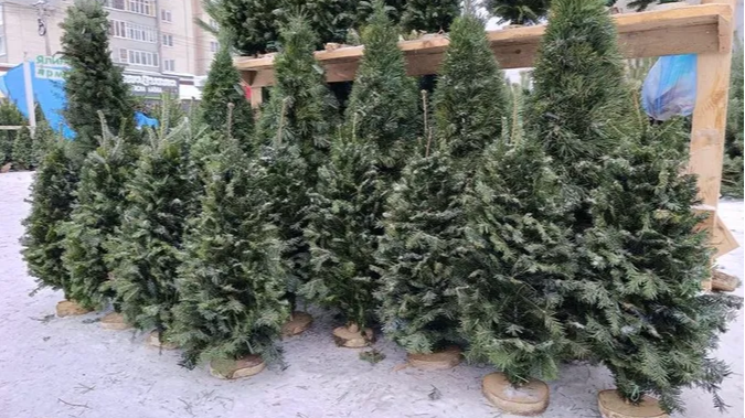 «Без ялинки — не свято»: скільки коштує зелена красуня на ринку у Володимирі