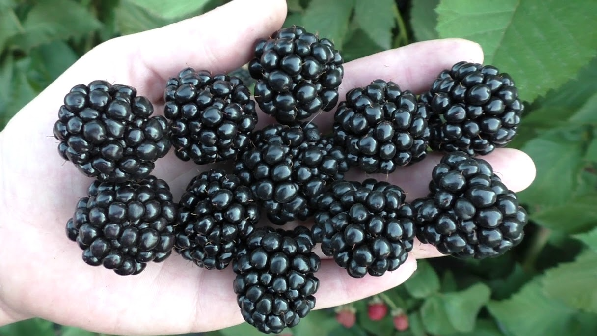 Ожина прокинеться і віддячить урожаєм: чим її підживити навесні