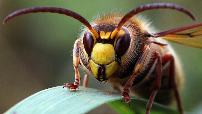 Шершні в саду: які рослини притягують, а які відлякують небезпечних комах