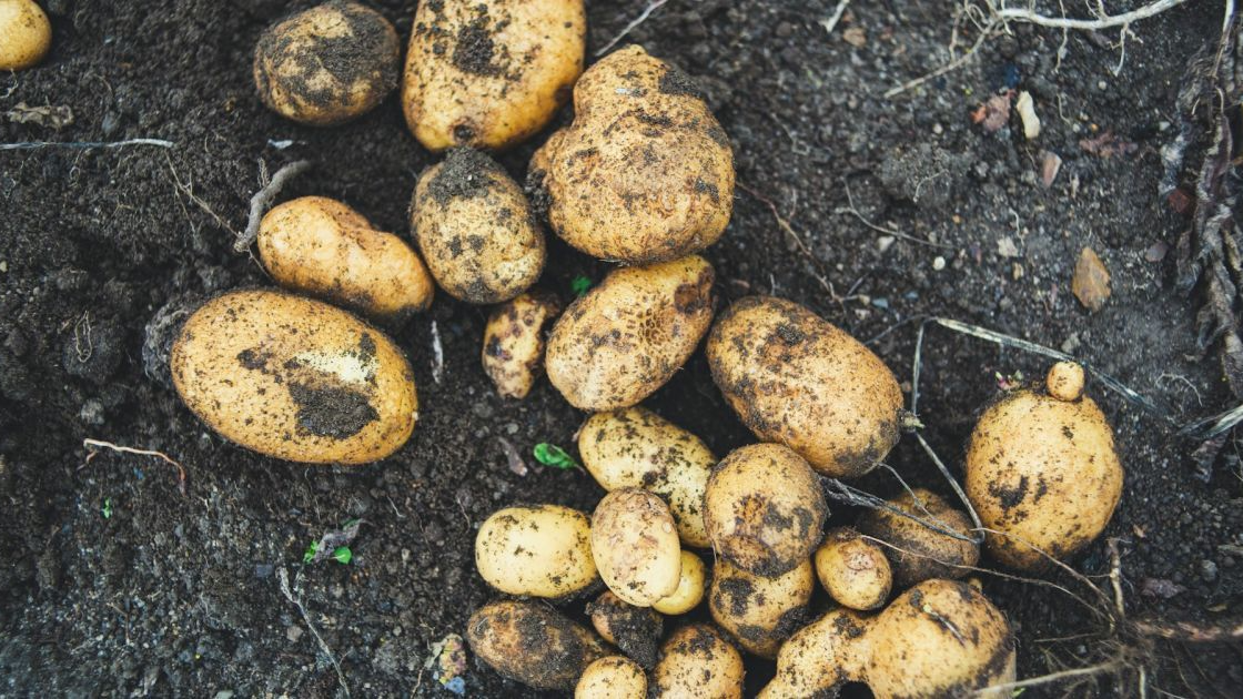 Смак розчарує та урожай підведе: які сорти картоплі краще не саджати