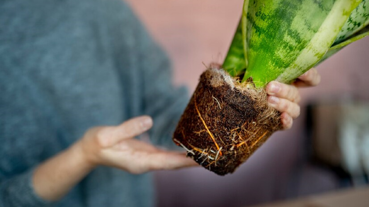 П'ять ознак, що кімнатні рослини треба терміново пересадити
