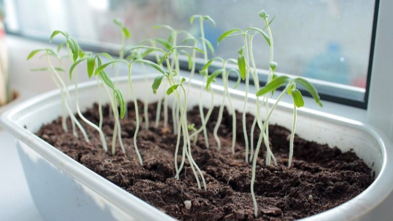 Місячний посівний календар на січень 2026: коли і що варто робити