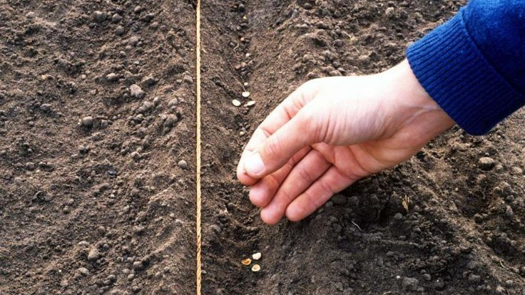 Що посадити на городі до Благовіщення: культури, які не бояться ранньої весни
