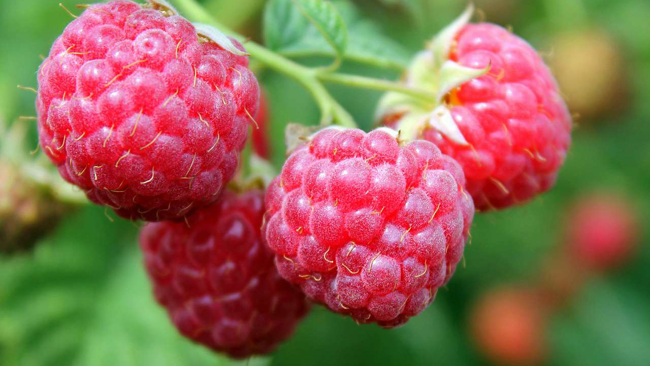 Врожаю не буде, а кущі засохнуть: що може знищити вашу малину