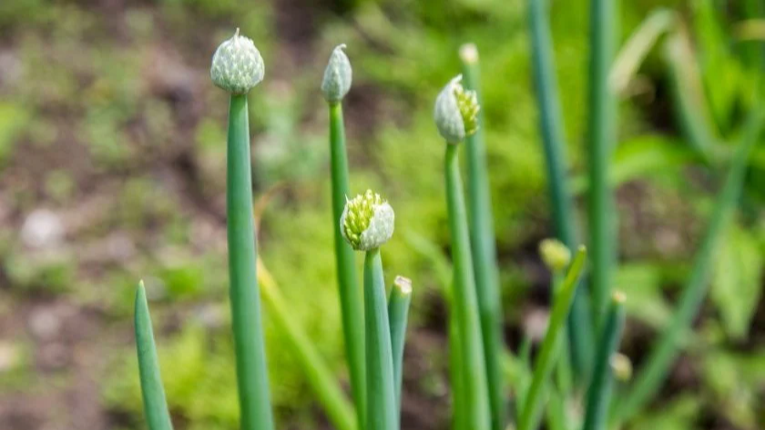 Як посадити цибулю навесні, щоб не було стрілок