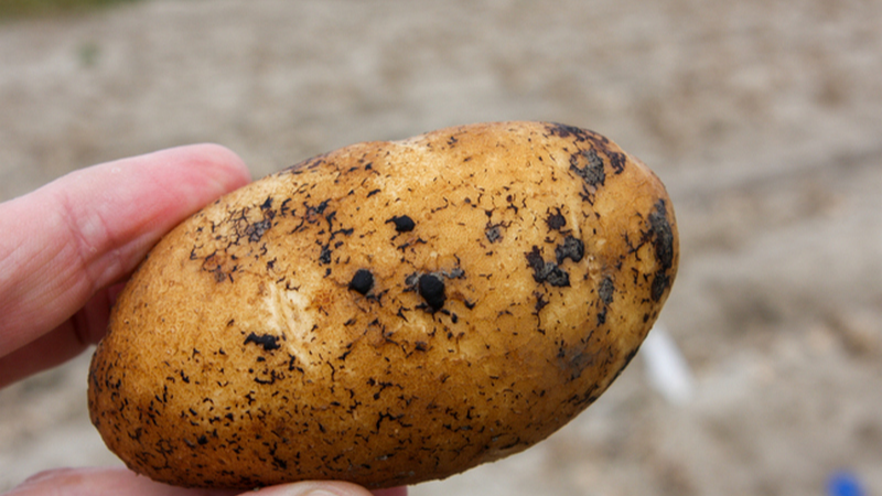 Хрущ більше не буде їсти вашу картоплю: недорогий спосіб захисту народними засобами