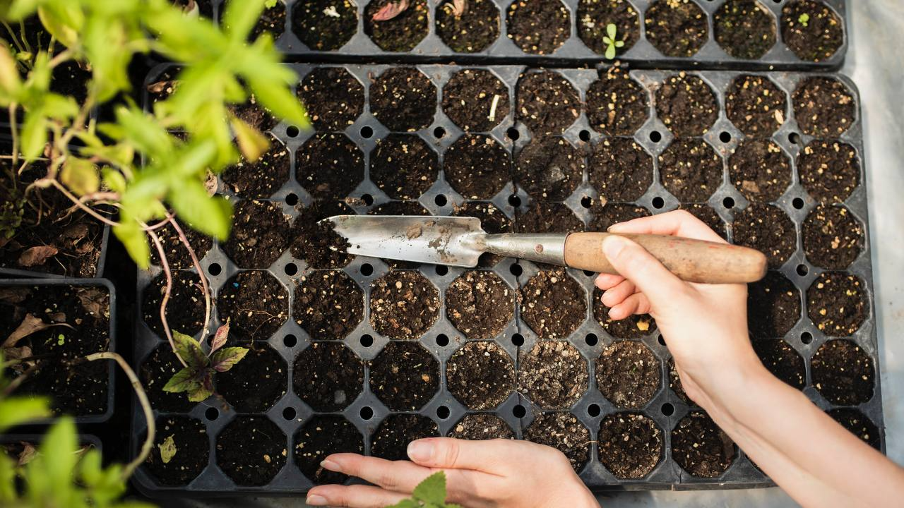 У чому обов’язково треба замочити насіння перцю перед висіванням на розсаду: копійчані засоби, які врятують врожай