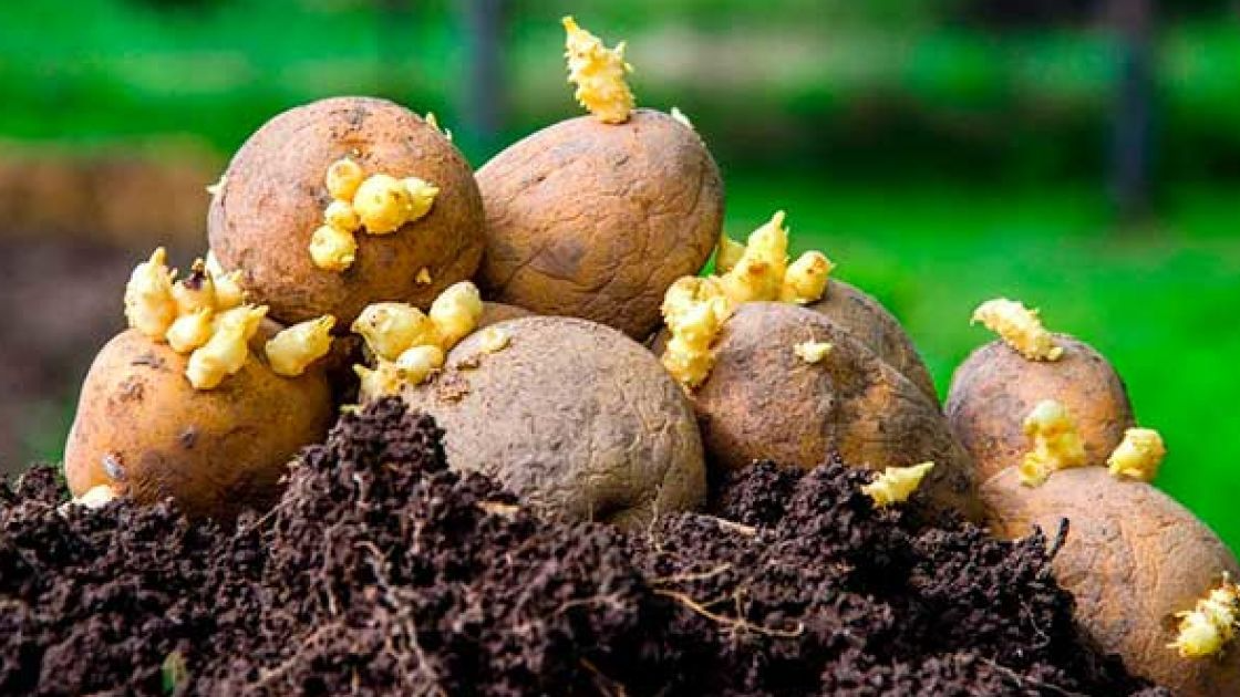 Світло чи темрява: як краще пророщувати картоплю для посадки