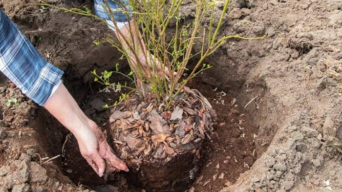 Радуватиме врожаями до 30 років: як правильно посадити лохину, щоб вона точно прижилася