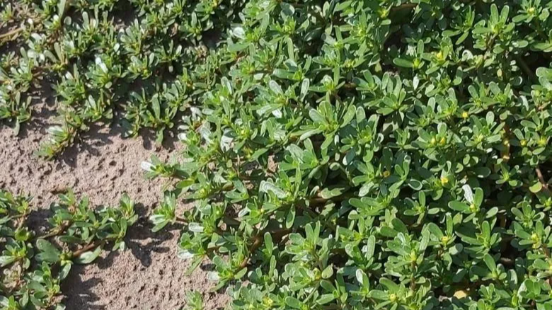 Портулак захопив город: як позбутися його навесні раз і назавжди