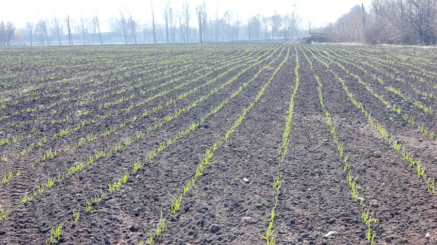 Березневий старт на городі: що треба зробити з часником, щоб отримати великі головки