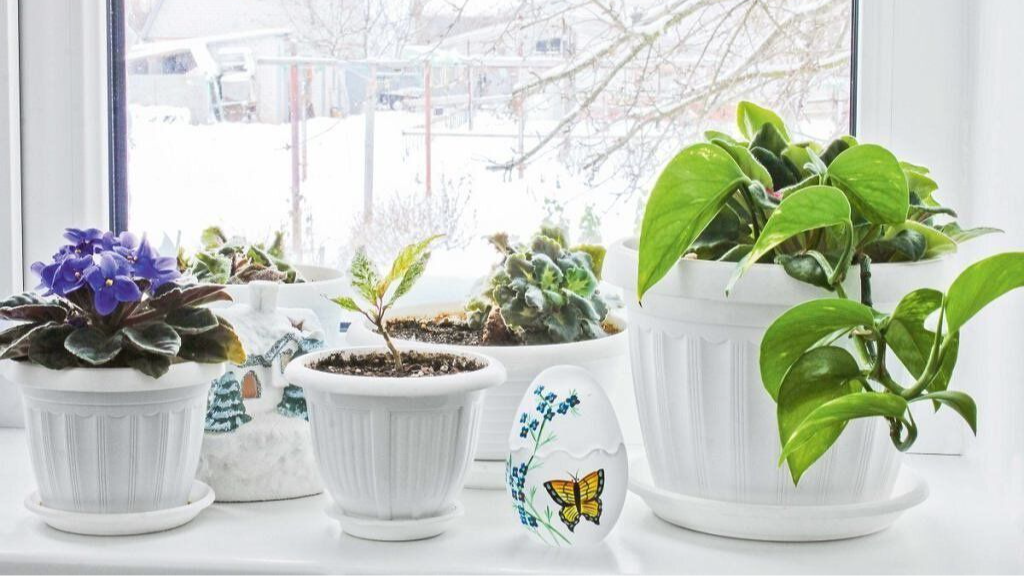 Як доглядати за кімнатними рослинами взимку: 10 порад, щоб вони залишалися здоровими