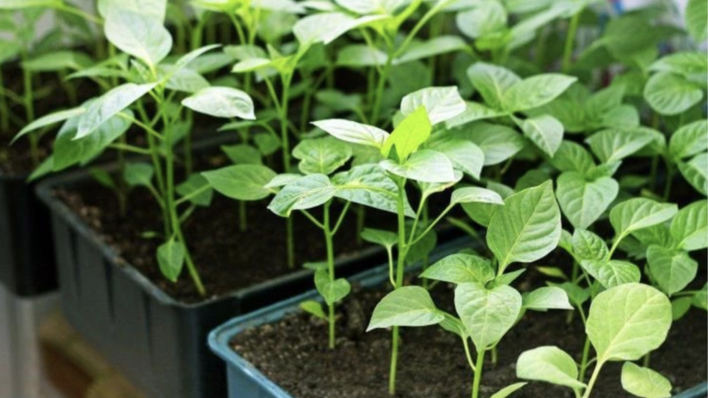 Перець піде в ріст: три прості кроки перед пересадкою