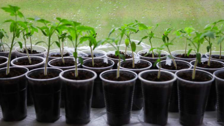 Важливий секрет міцної розсади: просто обприскайте її звичайним продуктом харчування