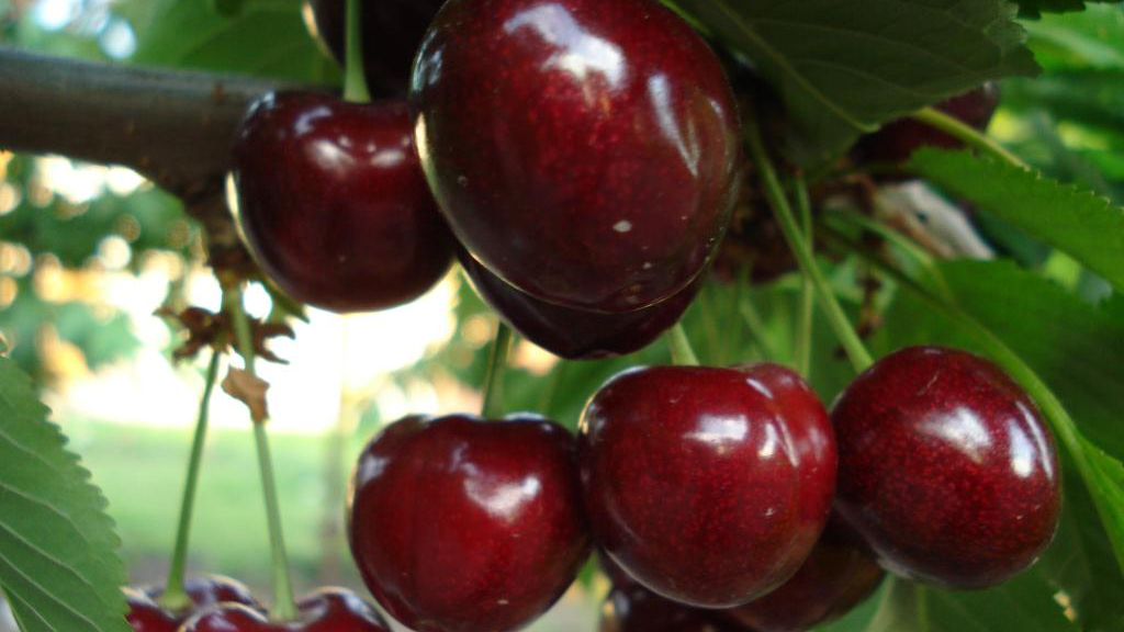 Врожай будете збирати відрами: чому обрізка черешні «на суху» найкращий варіант