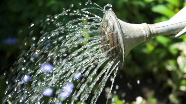 Скільки води потрібно деревам восени: як правильно поливати сад