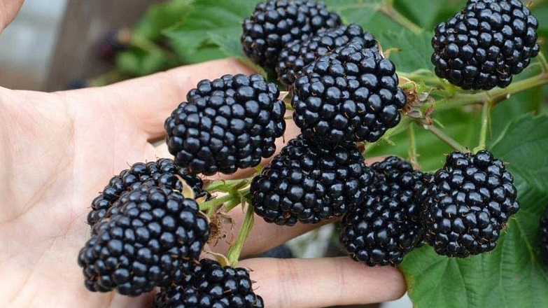 Ожина буде солодка і велика: три етапи догляду навесні