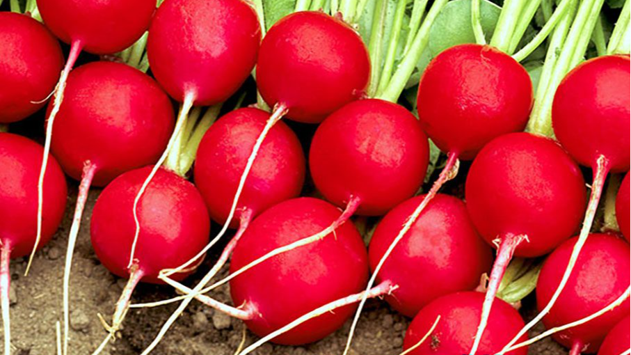 Без городу і зайвого клопоту: як виростити редиску на підвіконні