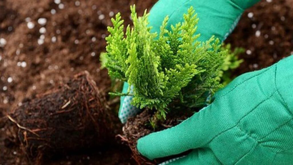 Як виростити тую з гілочки восени - покрокова інструкція