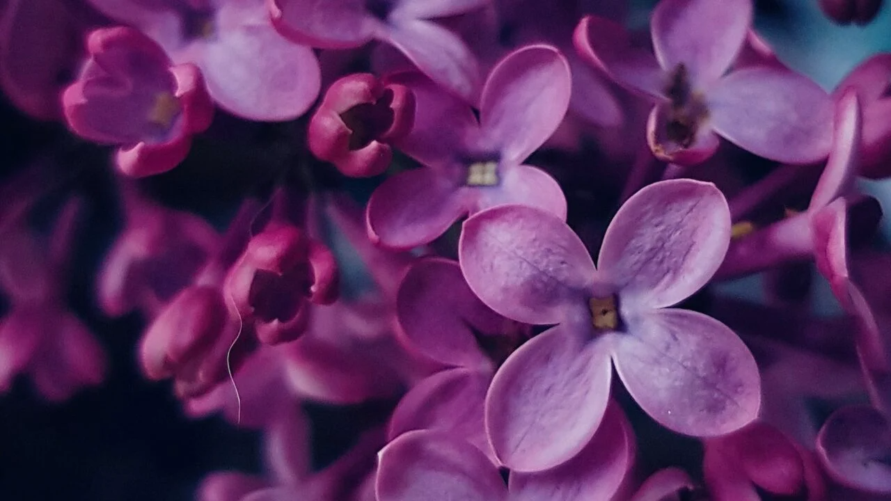 Дешево й ефективно: чим підживити бузок у квітні, щоб він рясно цвів