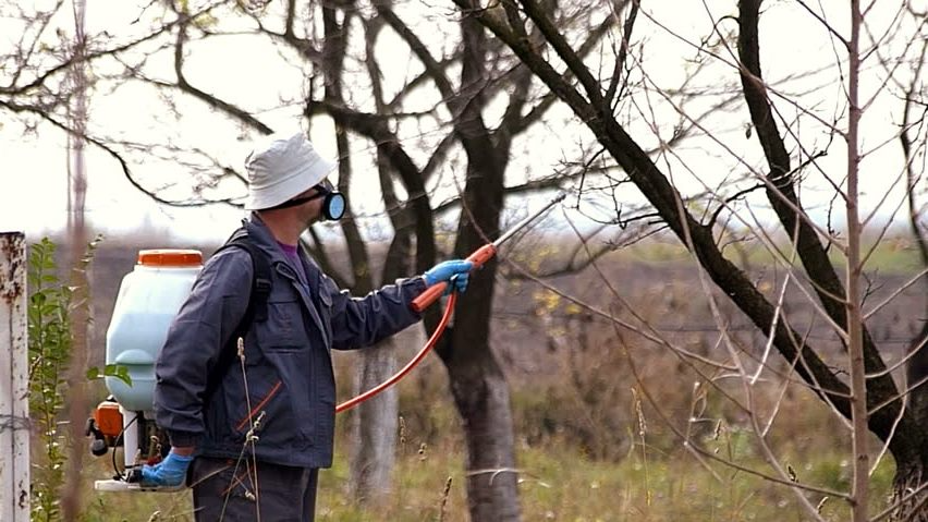Щоб навесні сад не хворів: яку процедуру треба обов'язково зробити восени