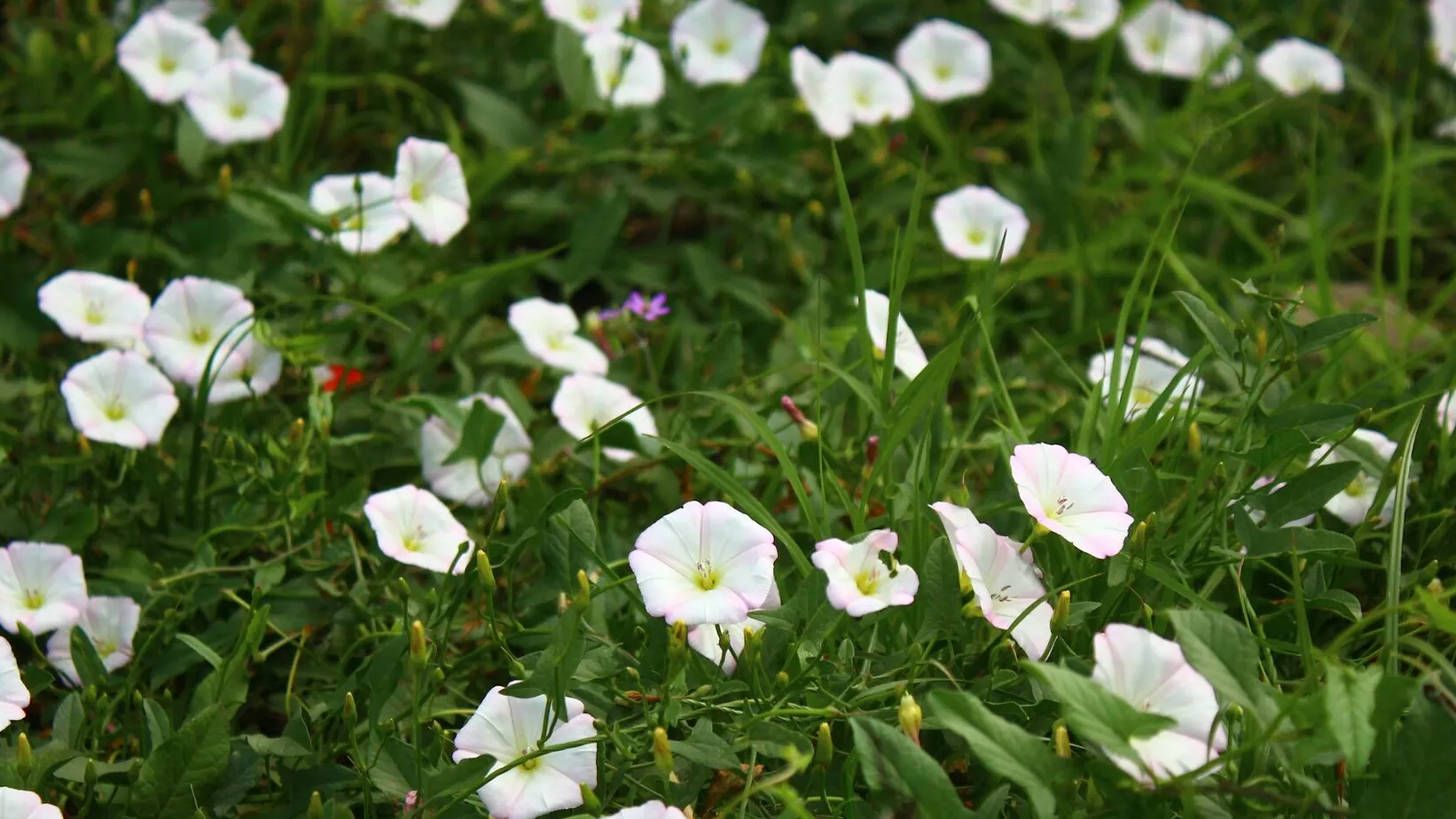Як навесні знищити берізку польову на городі: найкращі способи і дієві гербіциди