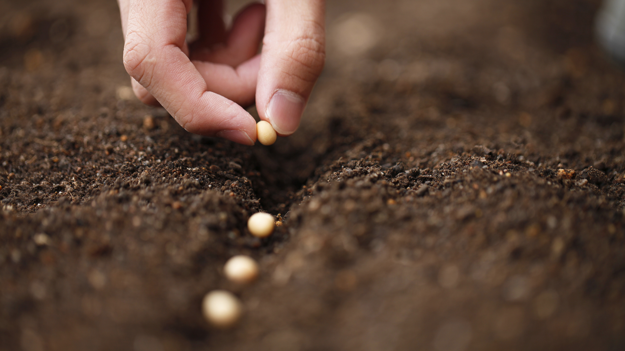 Причини, через які ваше насіння не проростає: у чому річ і що робити