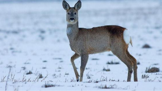 "Прибігла в Пункт незламності": у Рівному помітили незвичну дику тварину. Відео