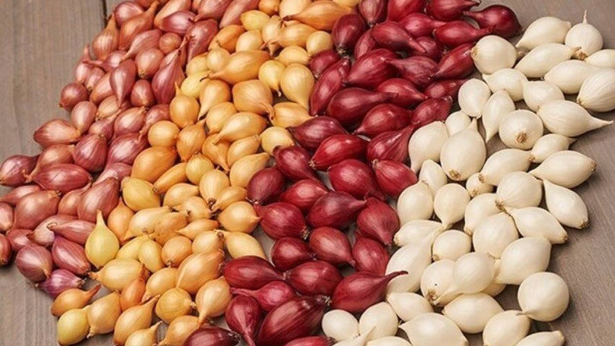 Чим накривати озиму цибулю від морозу: яка головна помилка