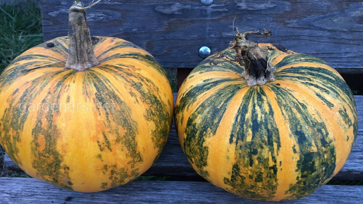 Городник з Чернігова назвав найкращий сорт гарбуза