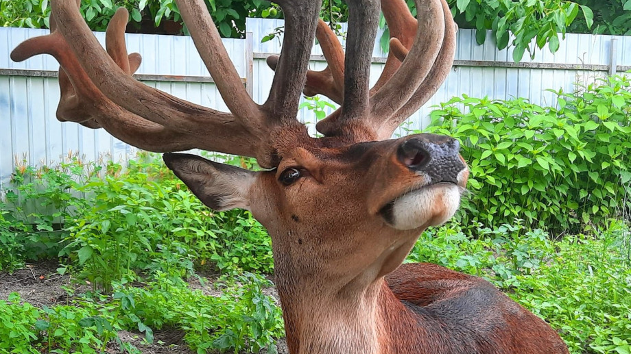 На Рівненщині шукають водія, який збив оленя Бориса з Волині і втік
