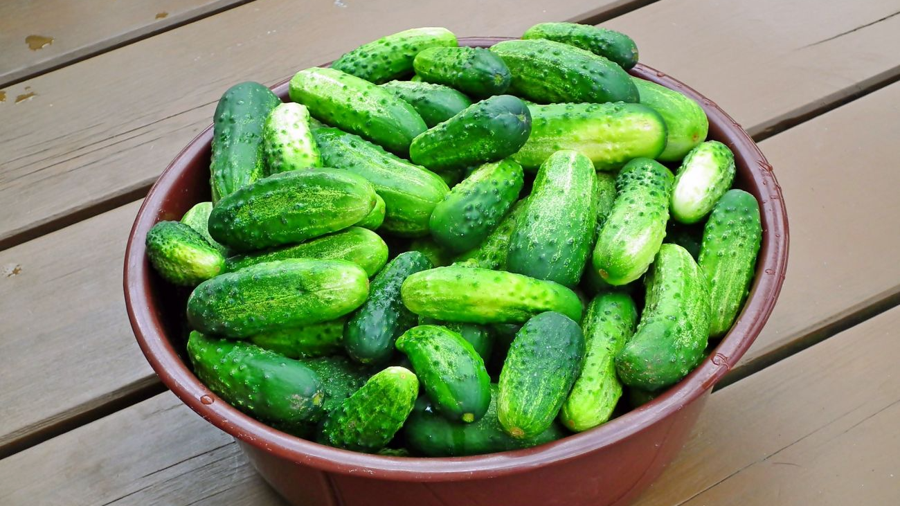 Огірки будете збирати відрами: сім найкращих сортів